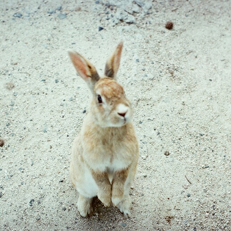 うさぎ島