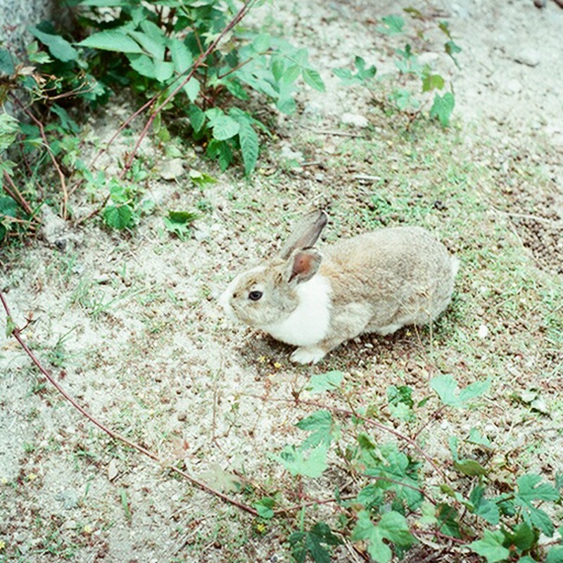 うさぎ島