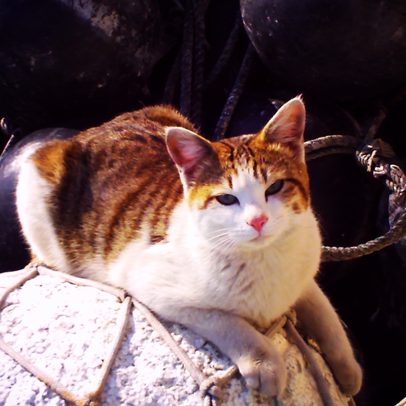 漁港にて　猫発見