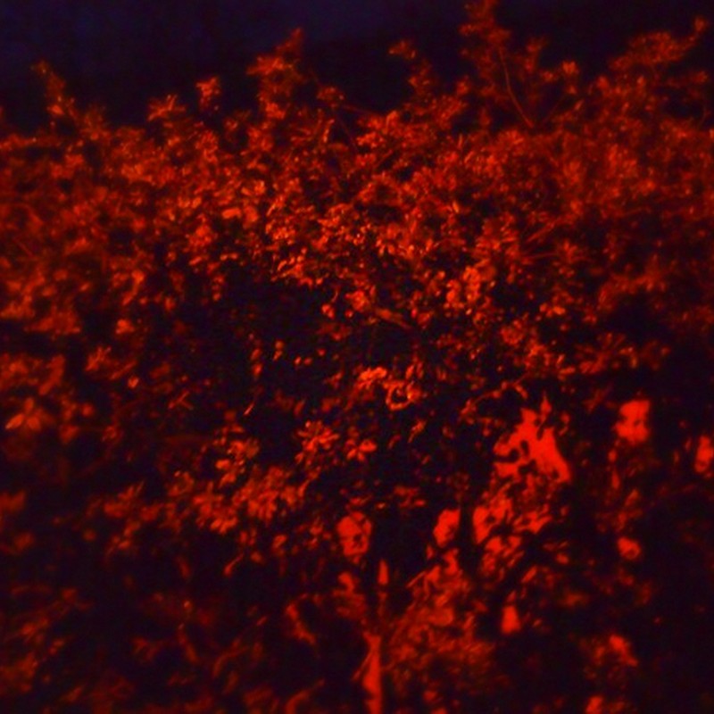 夜の木々