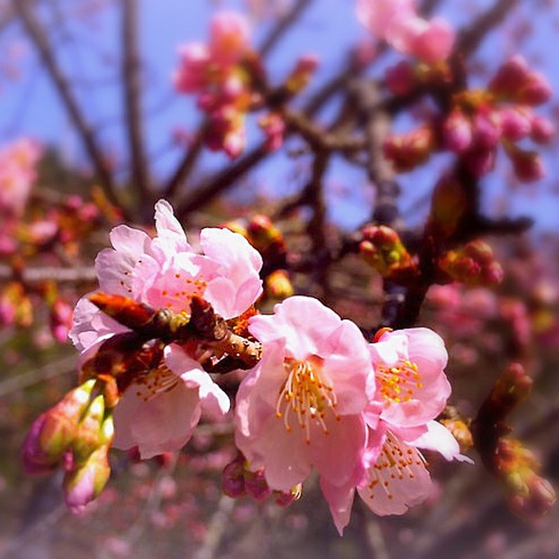 桜開花
