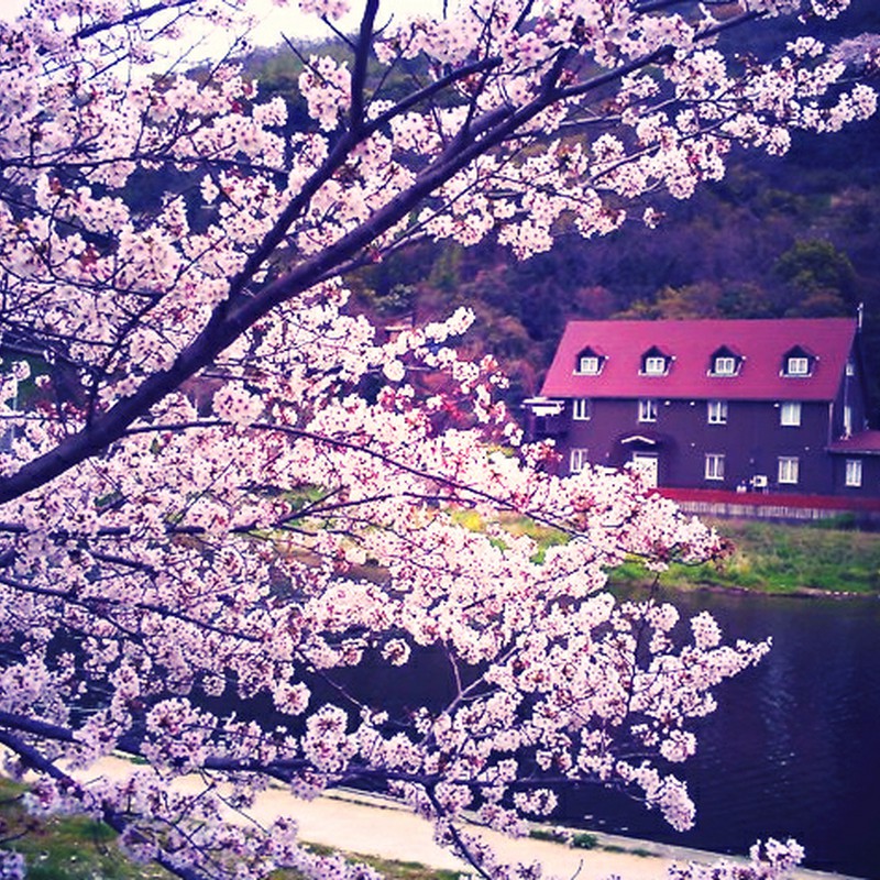 桜と洋館