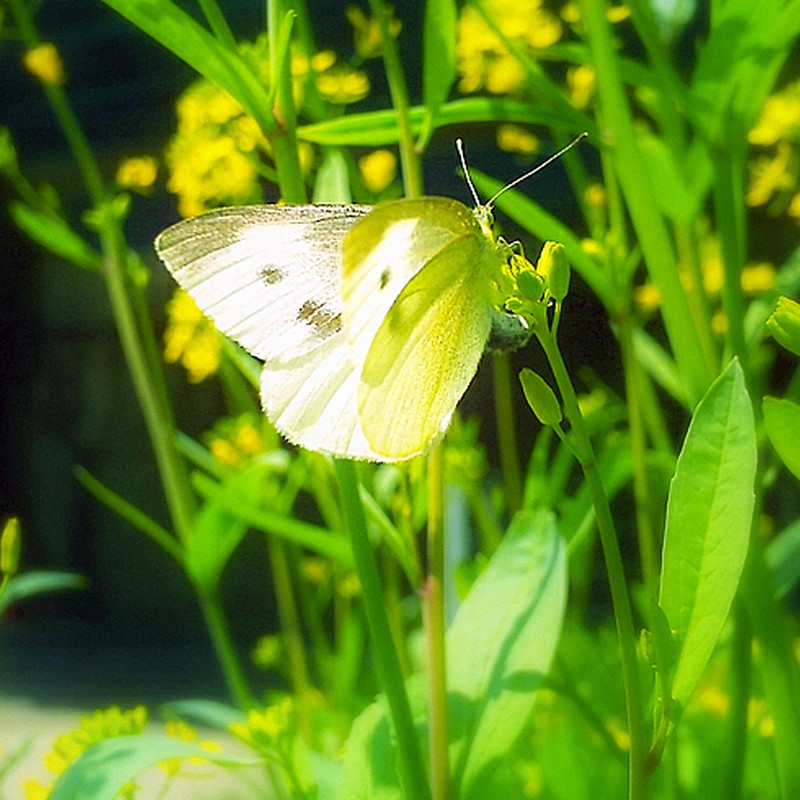 蝶シリーズ１：モンシロチョウ