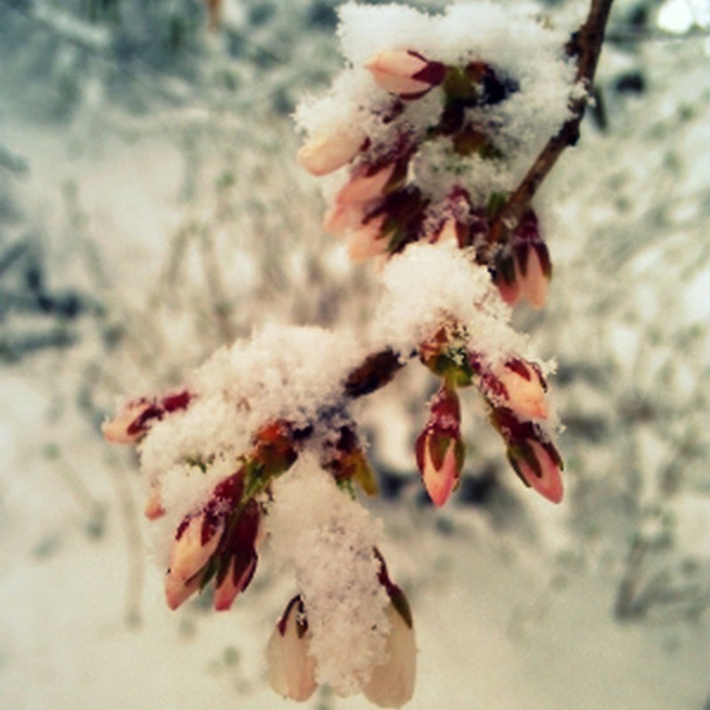 凍える桜