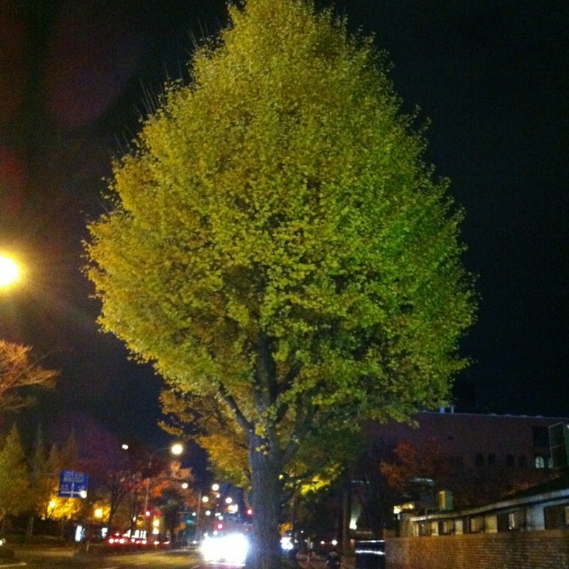 街路樹