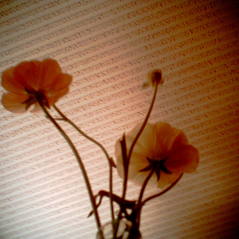 天井と花
