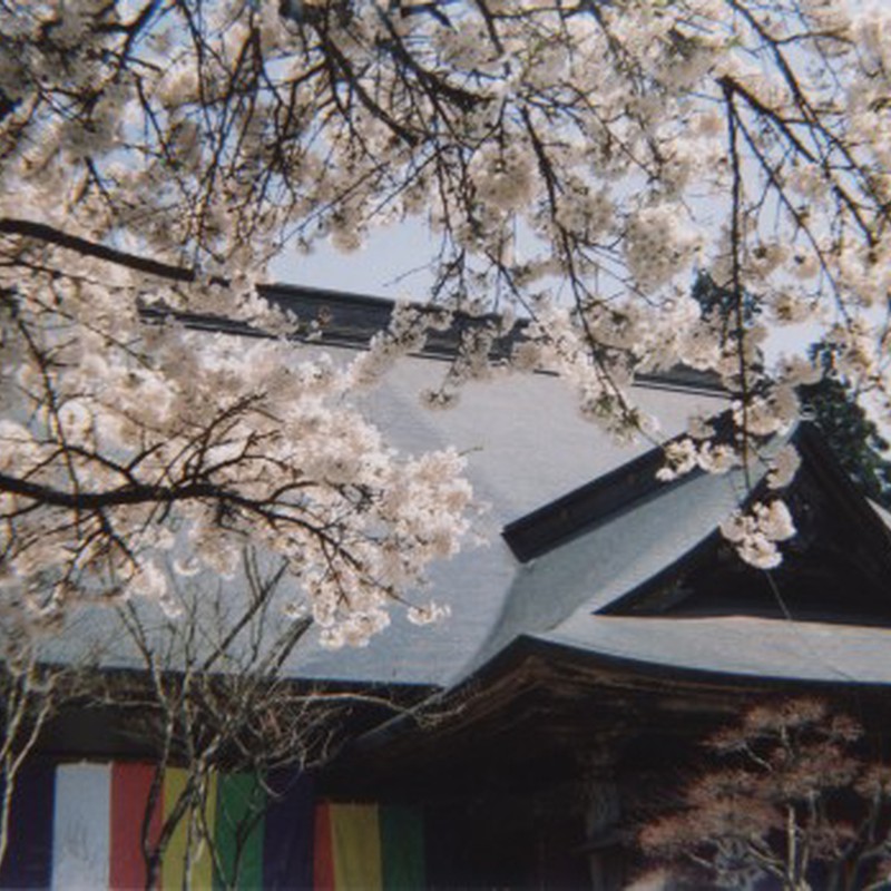 桜の境内