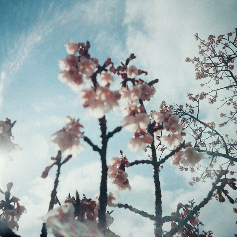 春・桜