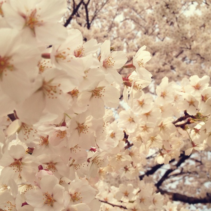 cherry blossoms