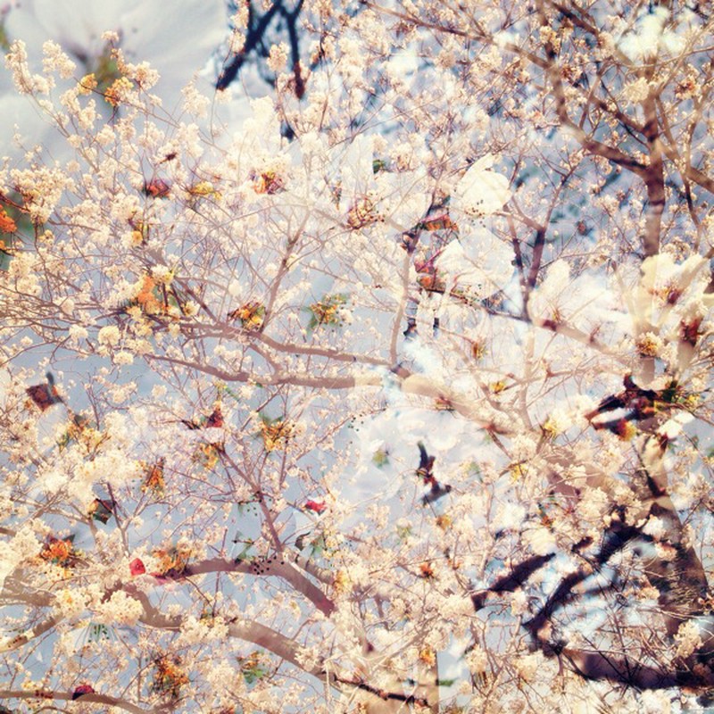 cherry blossoms