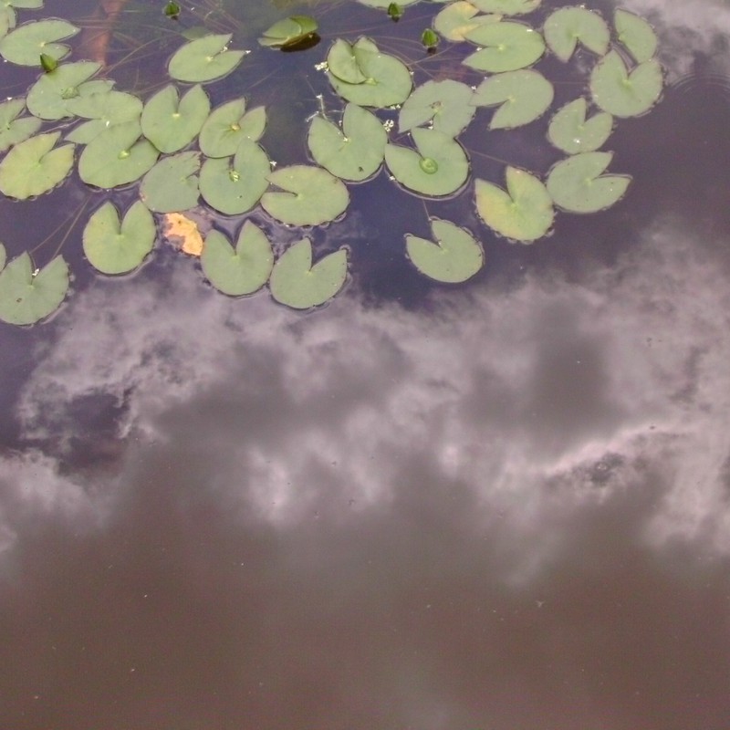 池に映る雲