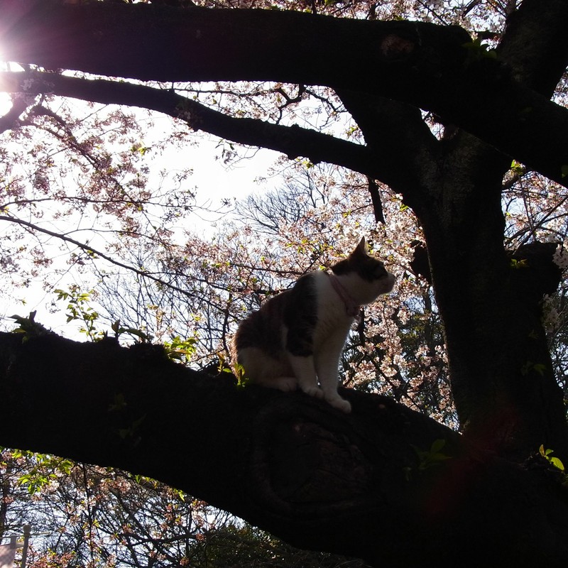 ネコさん こんにちわ。