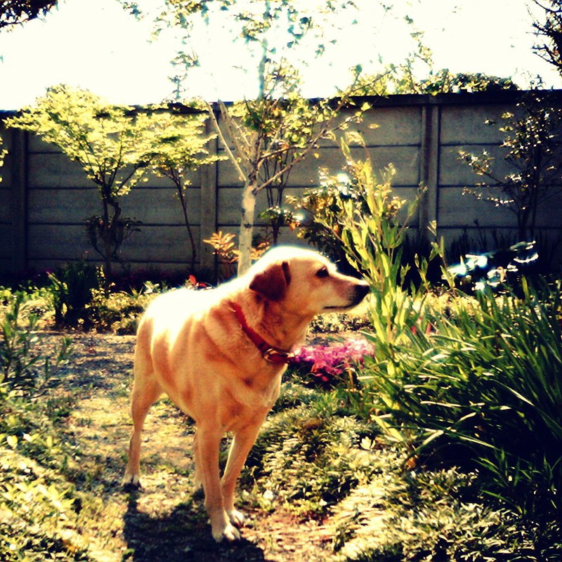 おばあちゃん家のイヌ*