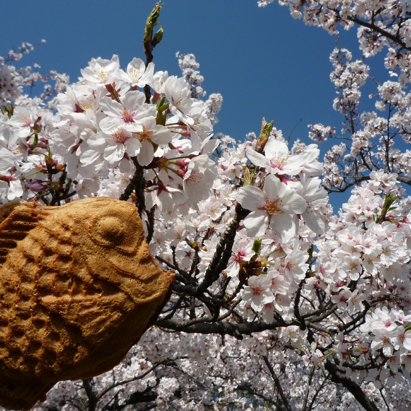 泳げたいやきくん。