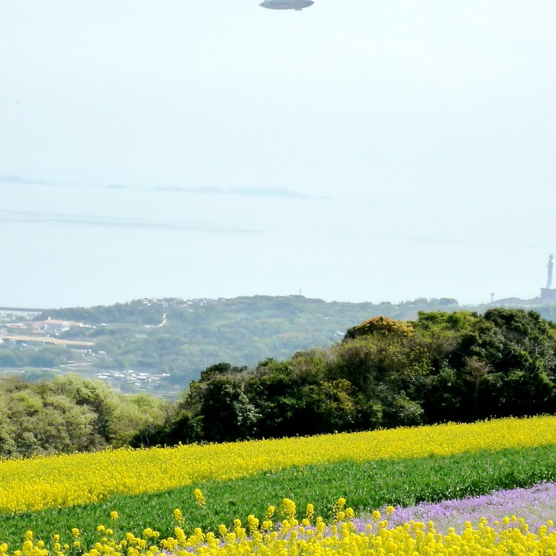 花さじきにふわり。