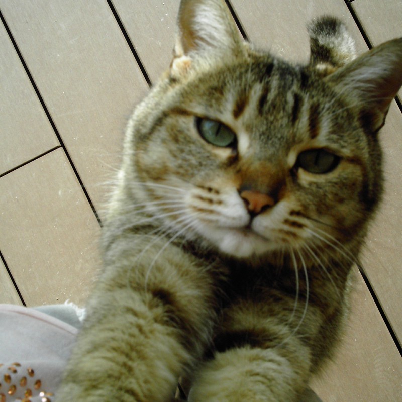 だっこしてー。