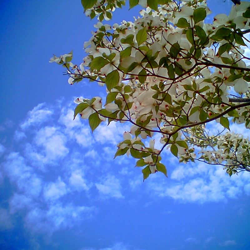 ビビッドはなみずき。