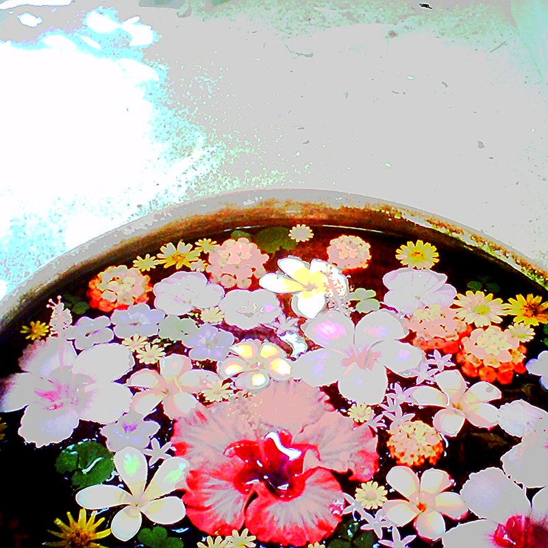 ウォーターフラワー。