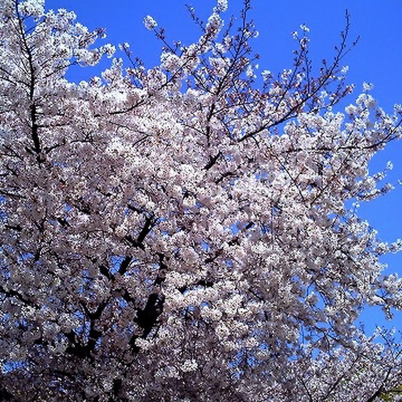 青空と桜２