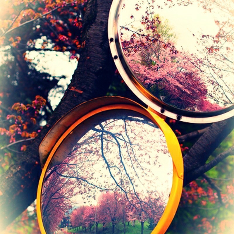 ミラーも花盛り*