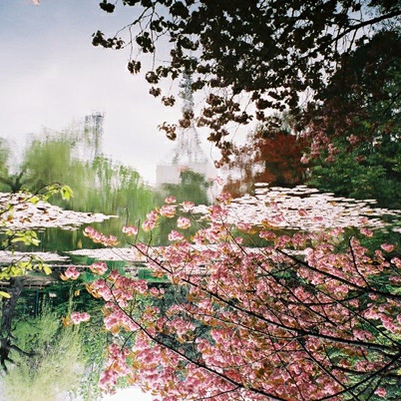 水面の桜*