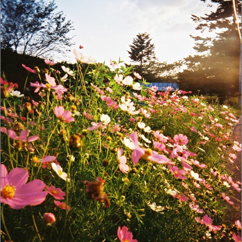 いつかのコスモス*