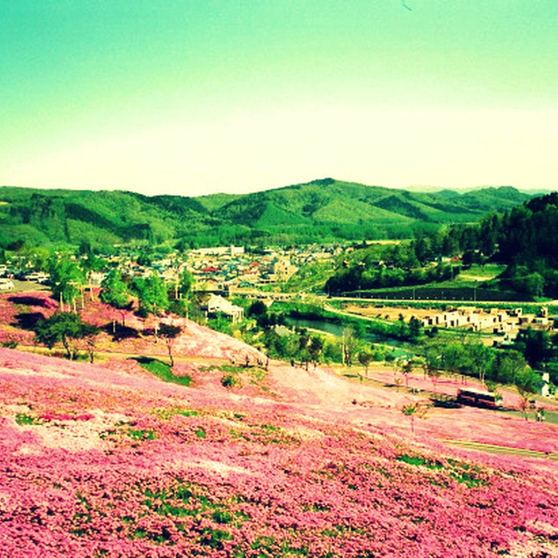 ピンクに染まる丘