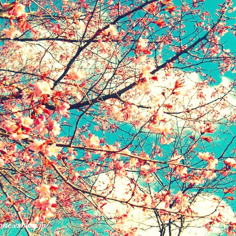 2010...桜フォト(3)