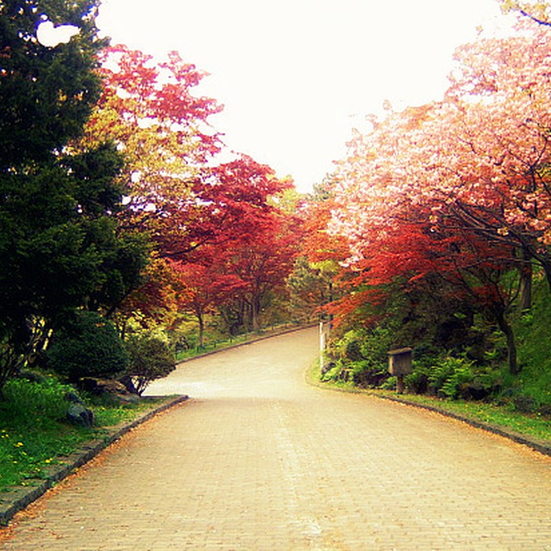 桜と紅葉の道