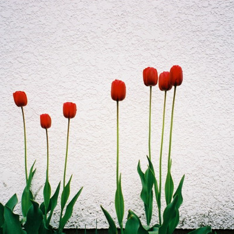 赤い・・・チューリップ