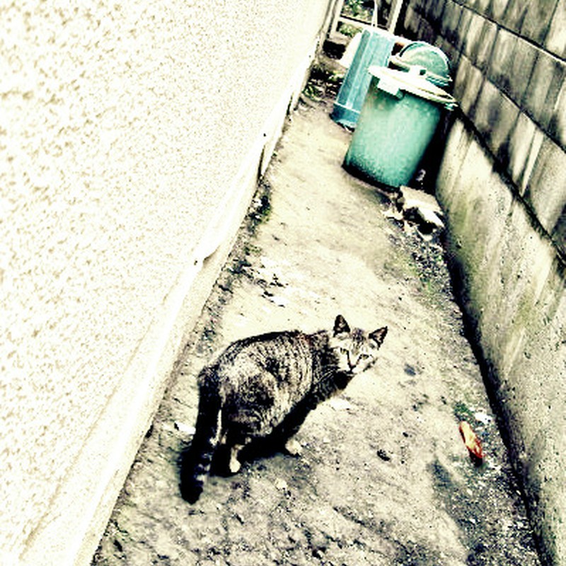 振り返ったネコ