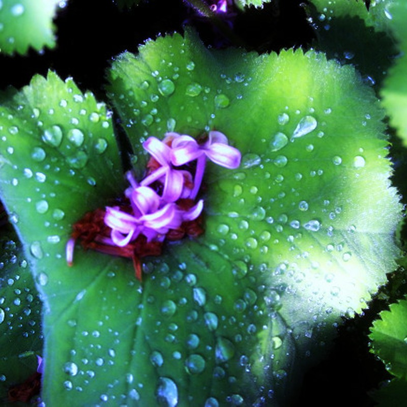 雨上がりに・・・落花と雫と