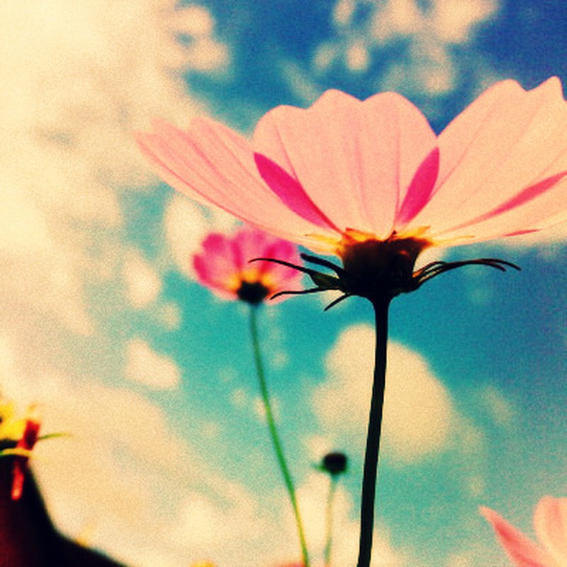 コスモス#10
