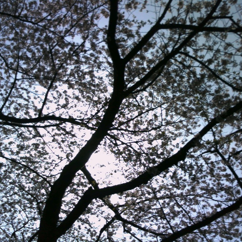 桜の影