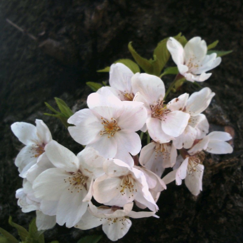 幹に咲く桜の花