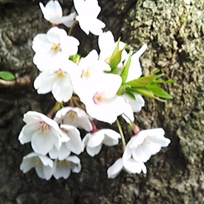 春の上野
