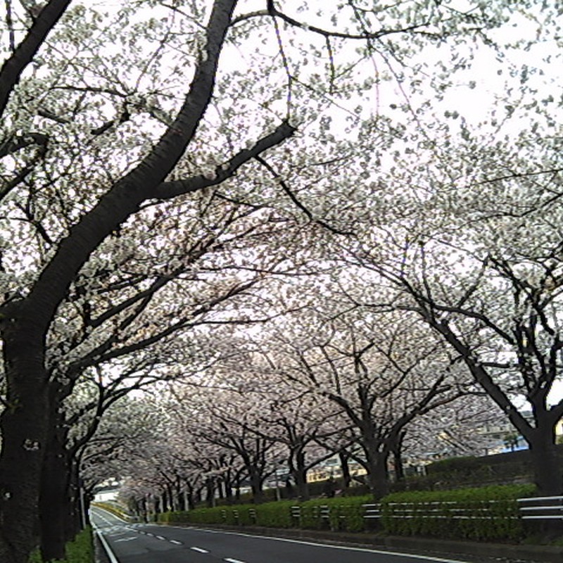 桜、さくら・・