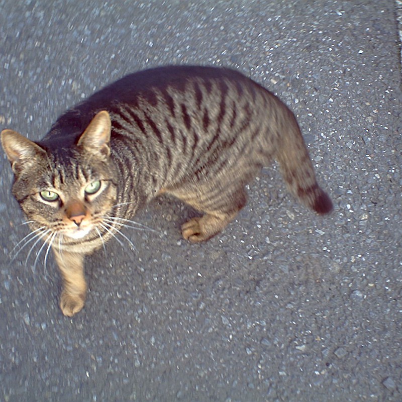 街角猫