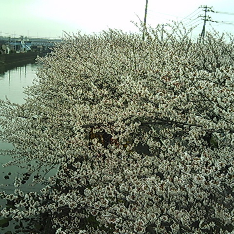 YASHICA EZ F521 で桜