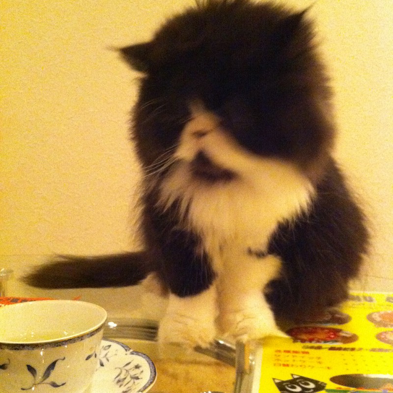 猫カフェにて。