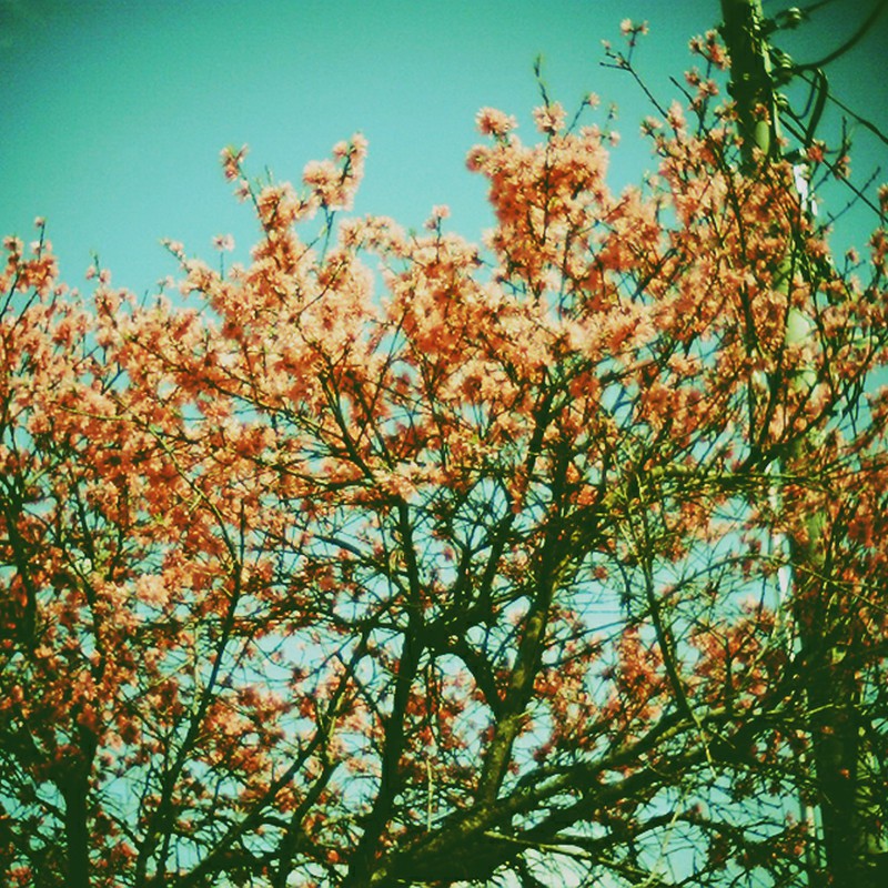 桜と信号機。