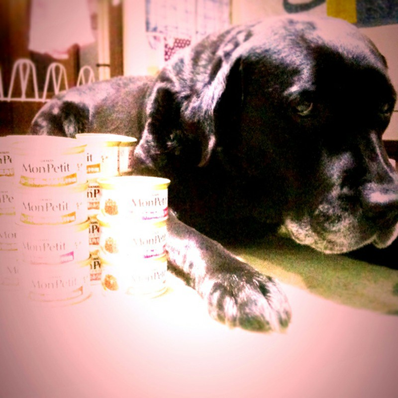 犬と缶詰:黒いラブ#009