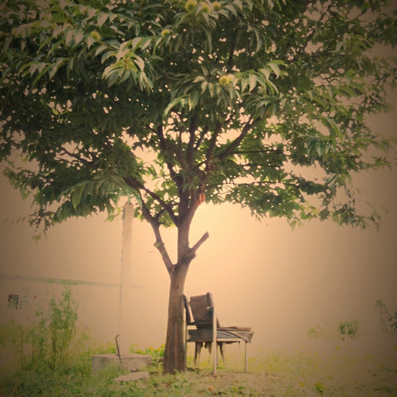 椅子と栗の木