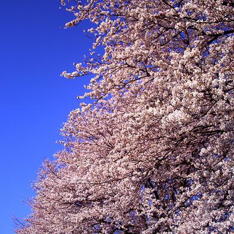 青と桜色
