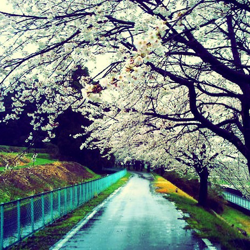雨にたたずむ桜並木