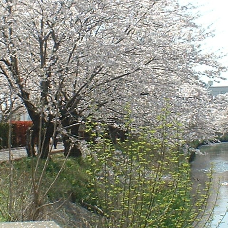 海老川　桜