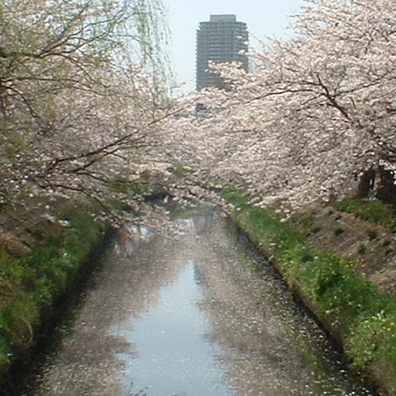 海老川　桜