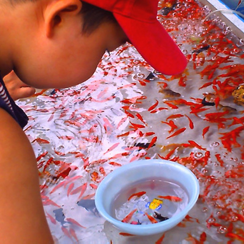 金魚すくい