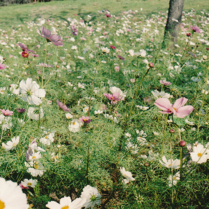 40年の時を経て・・・