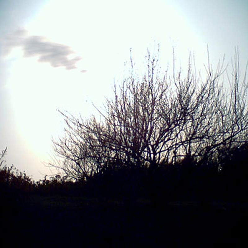太陽を背にする桜